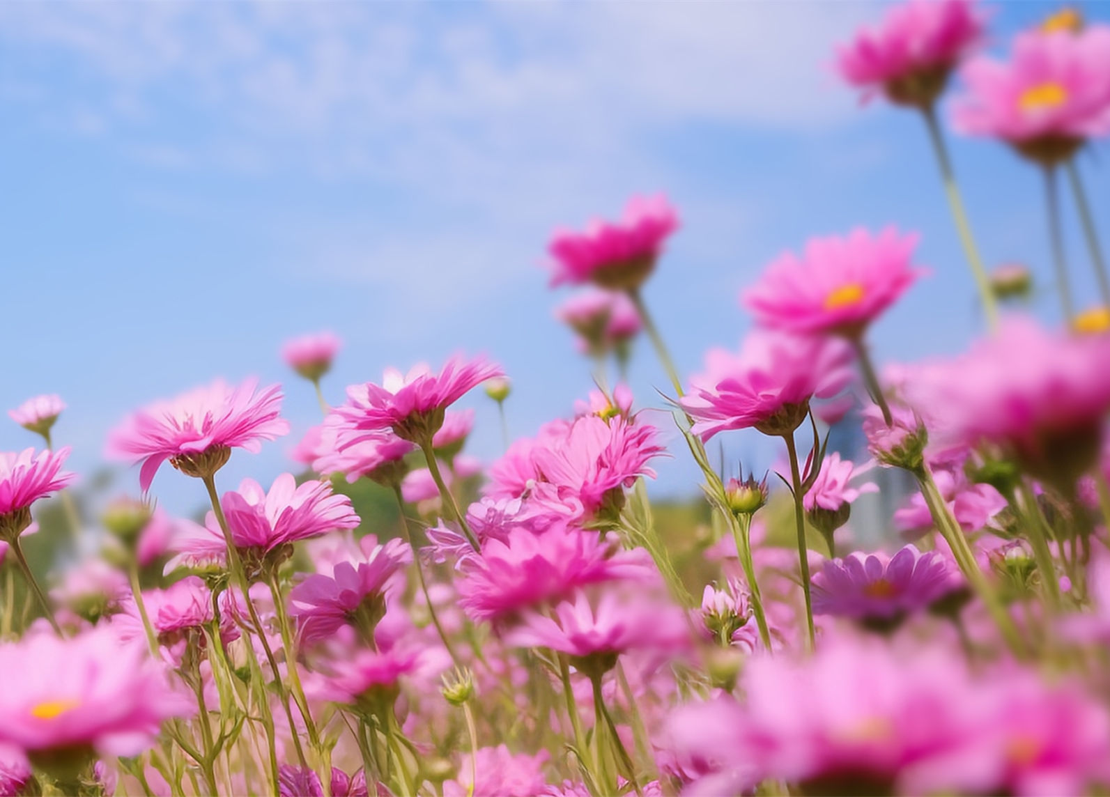 凜冬終散，執(zhí)著盼春