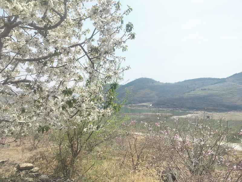 春之希望：臨臨高速大干施工的奮進(jìn)篇章