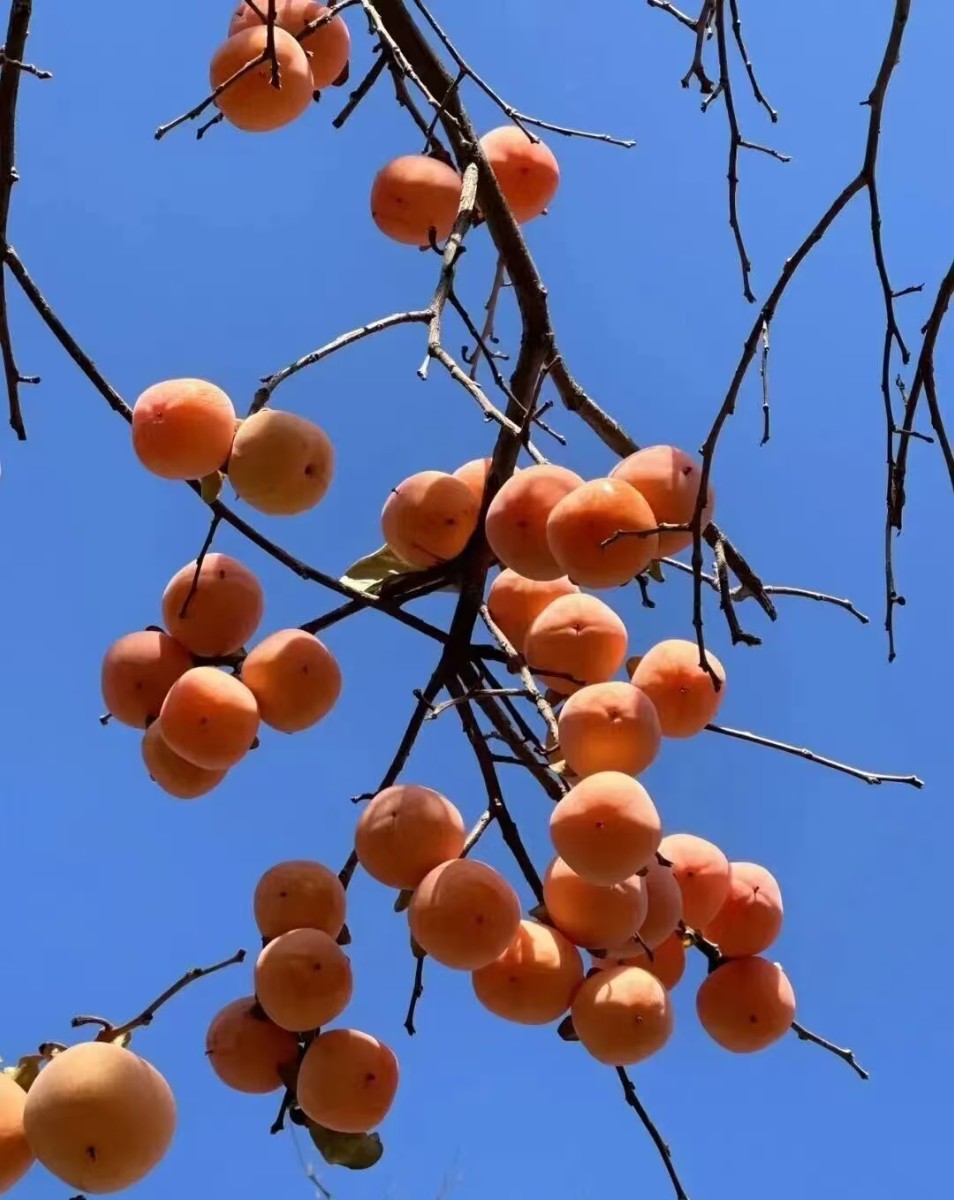 微信圖片_20251114100621_94_158