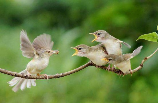 歌頌世界上最偉大的愛