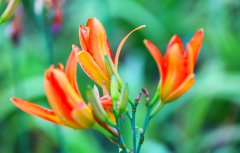 一葉萱草也忘憂