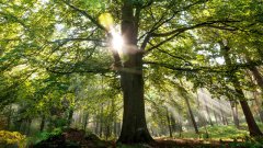 上下同欲、葉茂根深