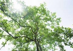 學(xué)會放棄，勇于擔(dān)當(dāng)