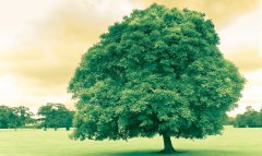 逆風若解意健康莫摧殘