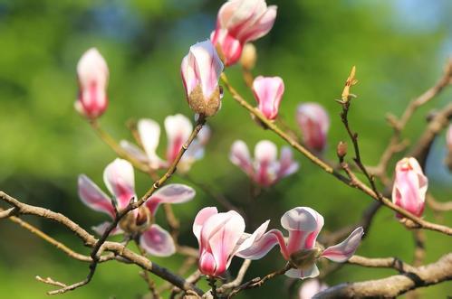 一年之計在于春，擼起袖子加油干