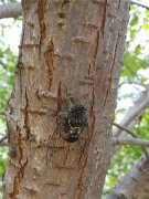 居高聲自遠，非是借秋風(fēng)