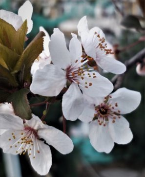 櫻花時(shí)節(jié)談史論今