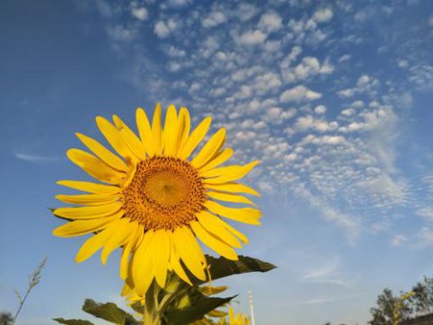 滿眼韶華一片春