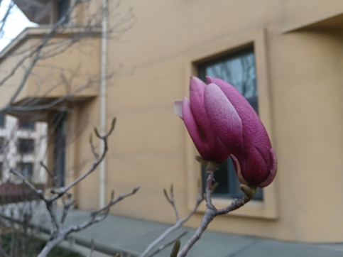 玉蘭花開問君安